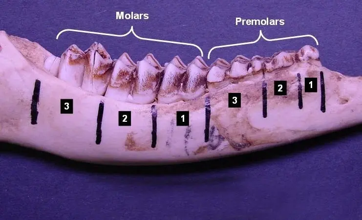 jawbone of deer for how long do deer live