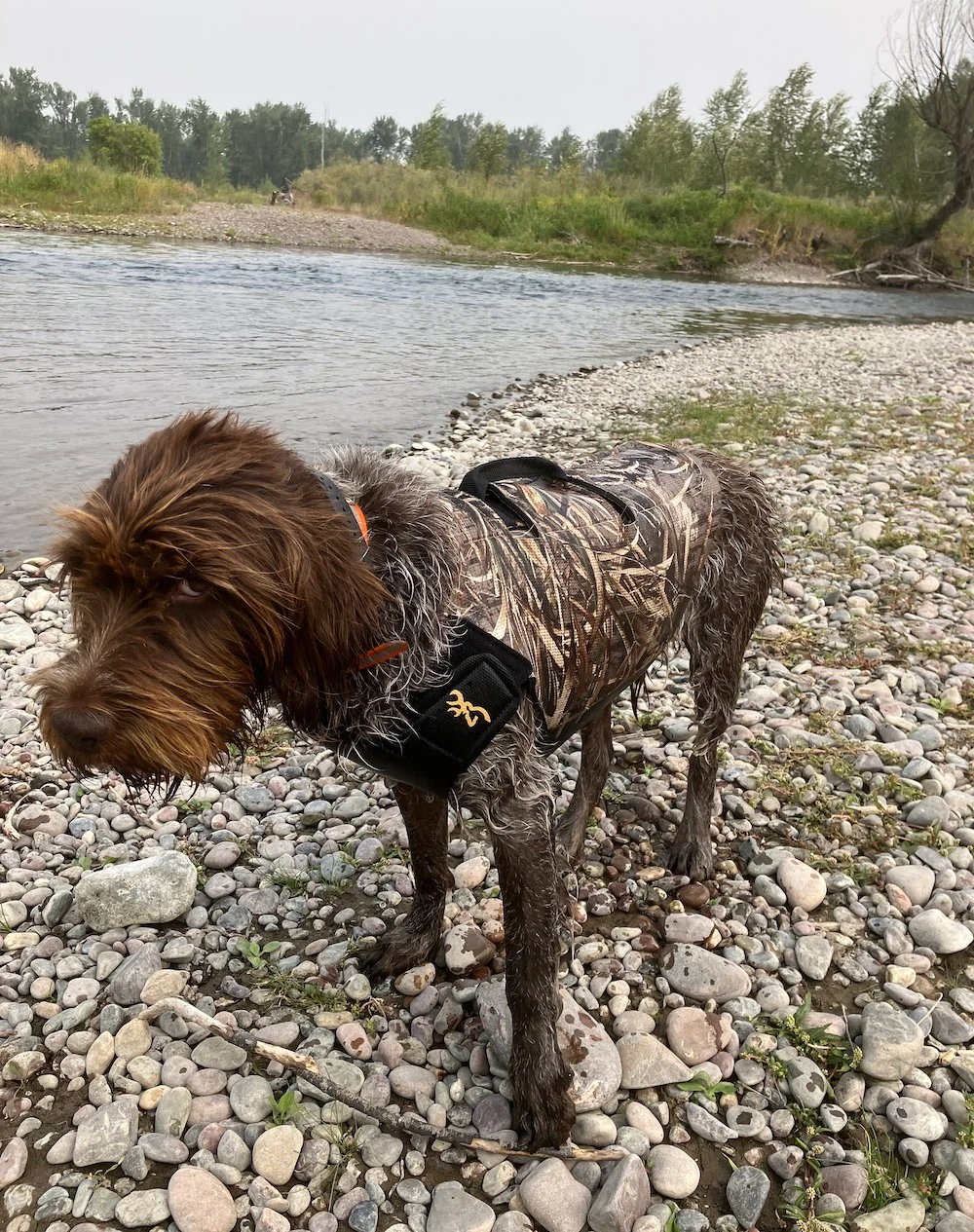 Hunting dog wearing Realtree Max 5 Browning Neoprene Vest