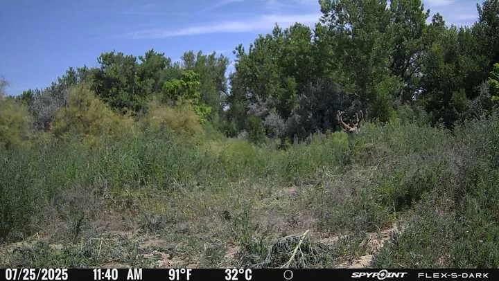 A trail camera photo of a buck hiding in brush.