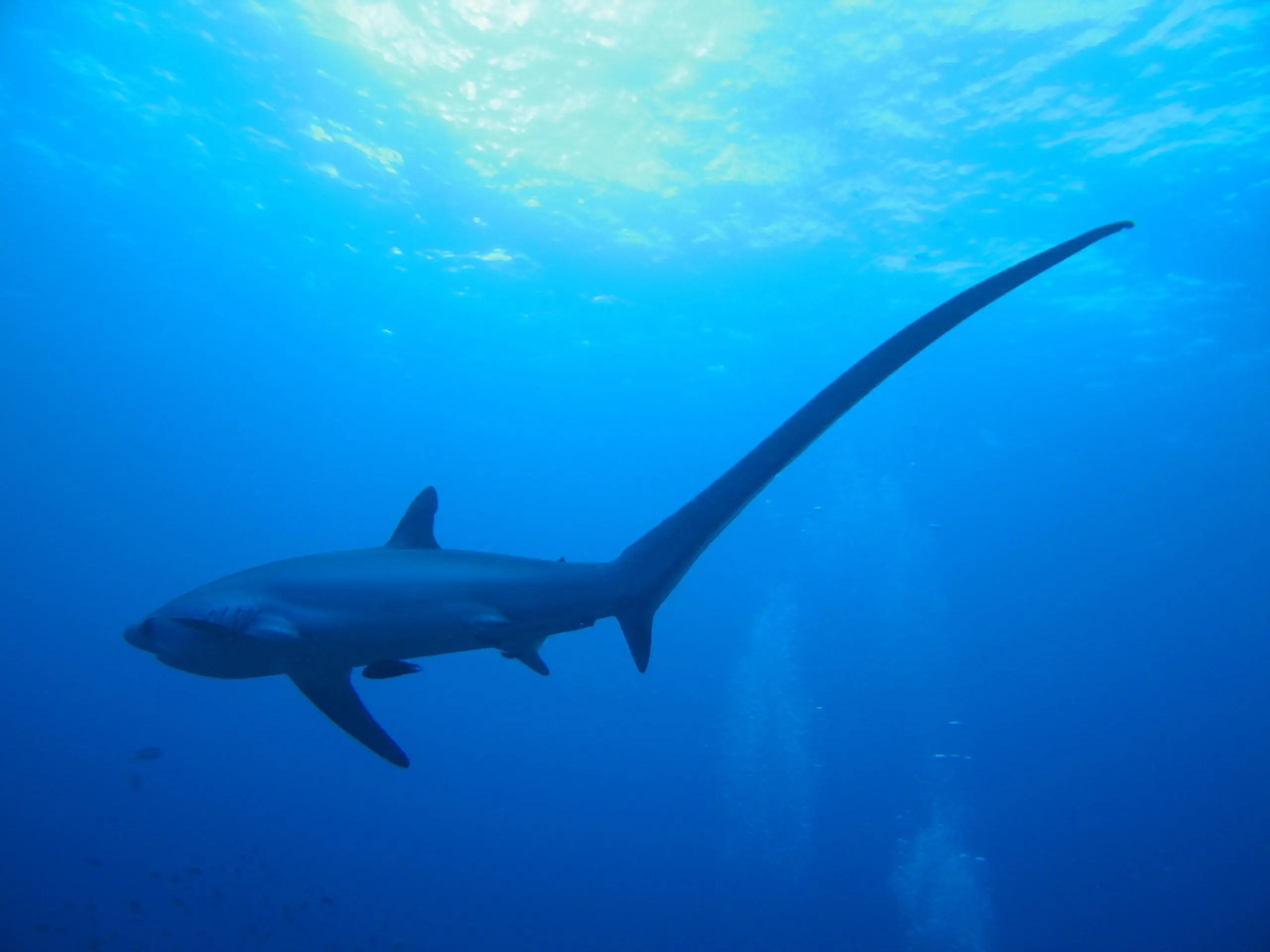 thersher shark swimming in deep blue water