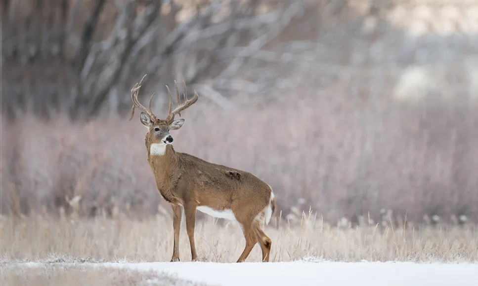 A whitetail buck stands at the edge of a snow-covered field.