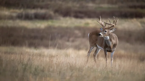 A whitetail buck looks for does in a tan fall field. 