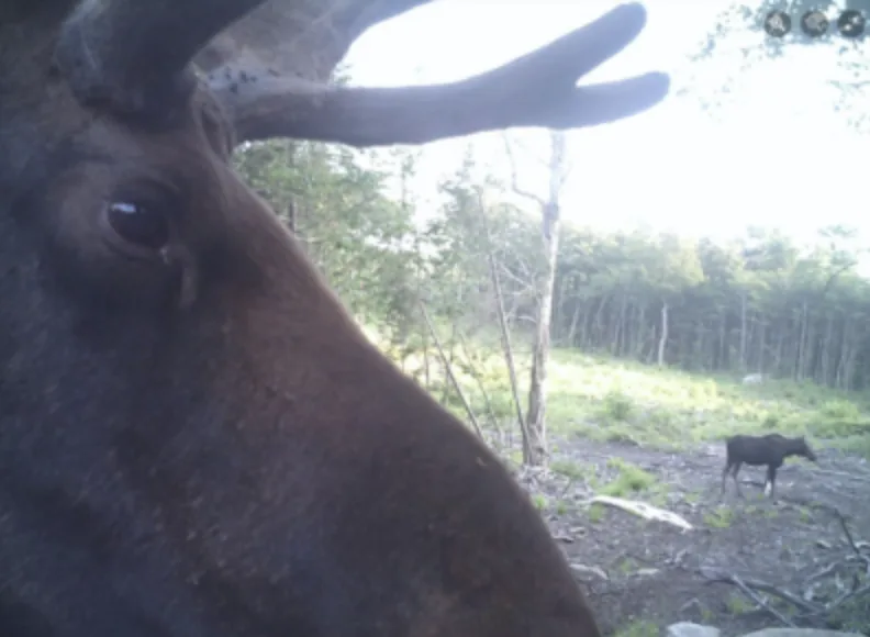 Trail camera photo of a bull moose's face in the foreground and a cow moose in the background