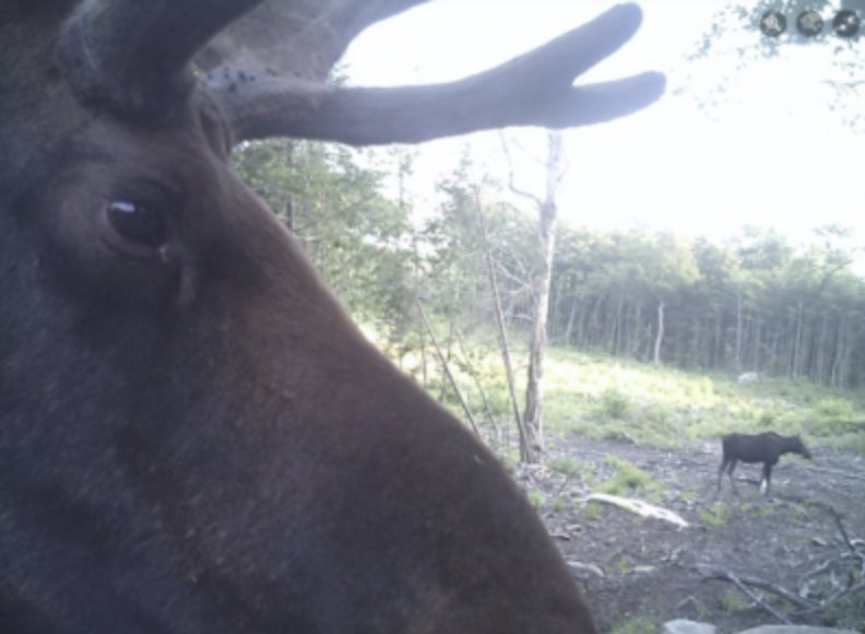 Trail camera photo of a bull moose's face in the foreground and a cow moose in the background