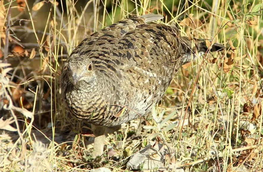 ruffed grouse