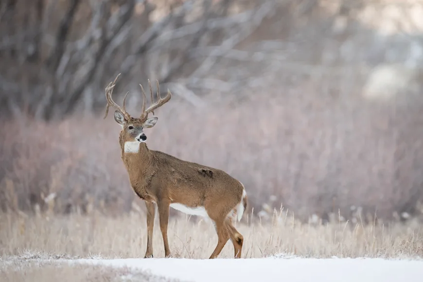 a photo of a whitetail buck in the snow