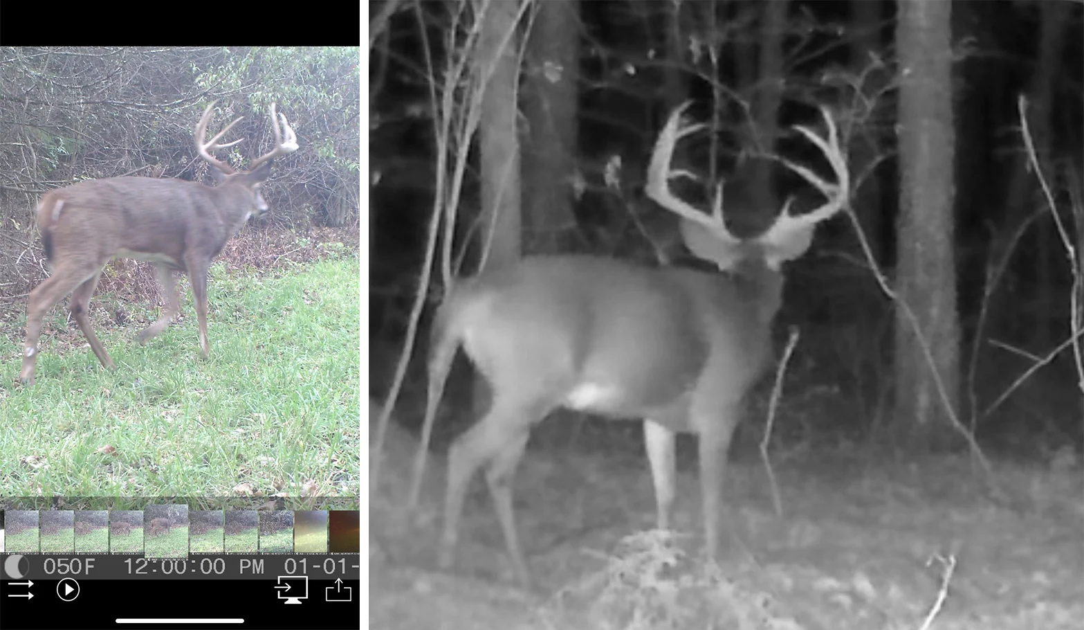 Trail camera photos of a trophy whitetail buck. 