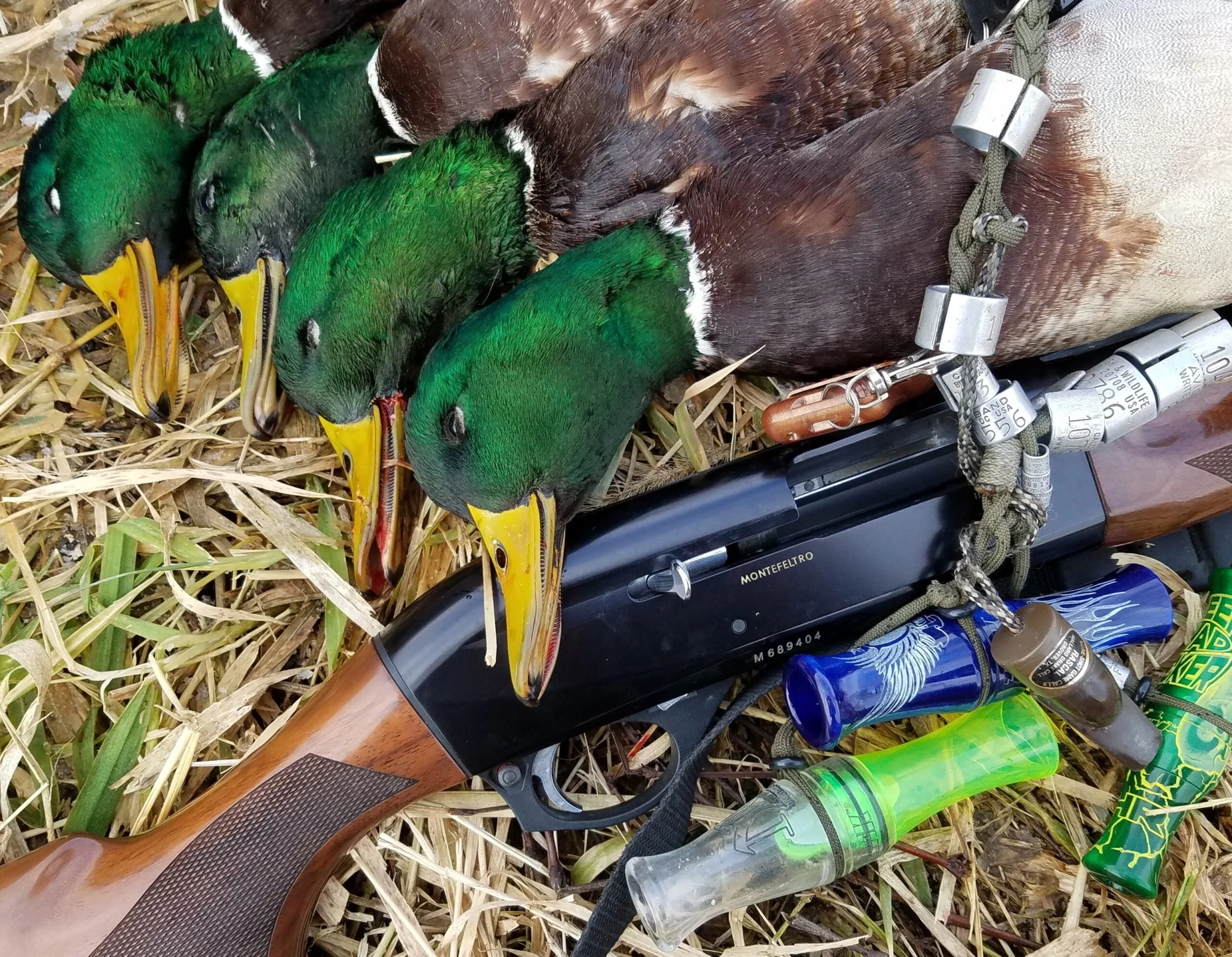 mallards next to a semi-automatic shotgun