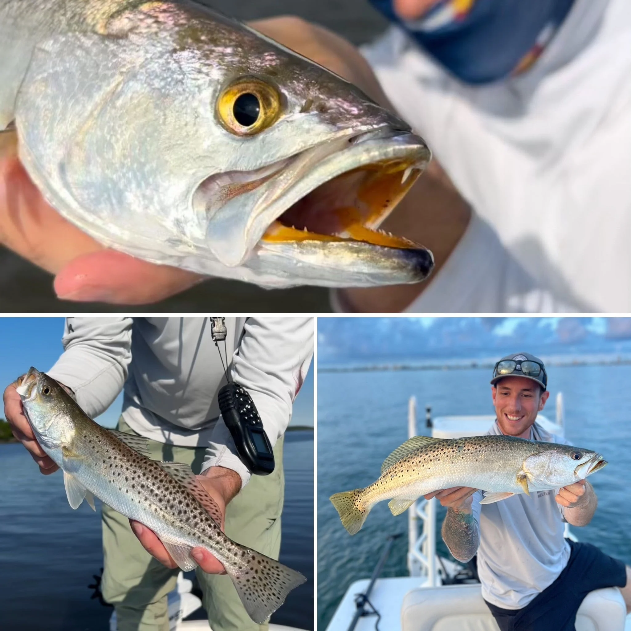 collage of speckled sea trout