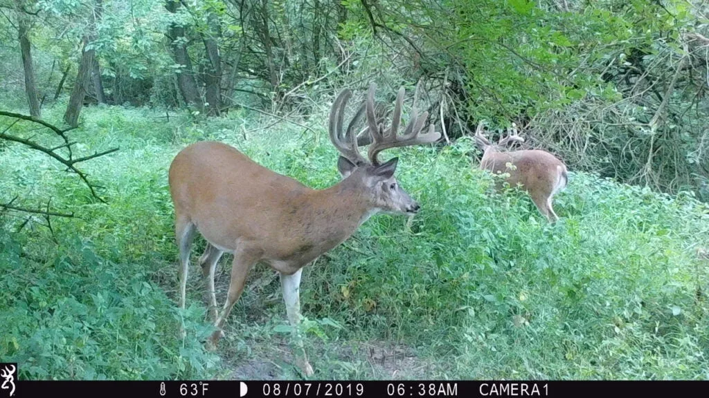 whitetail deer in the woods