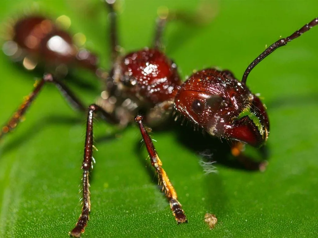 Bullet Ant