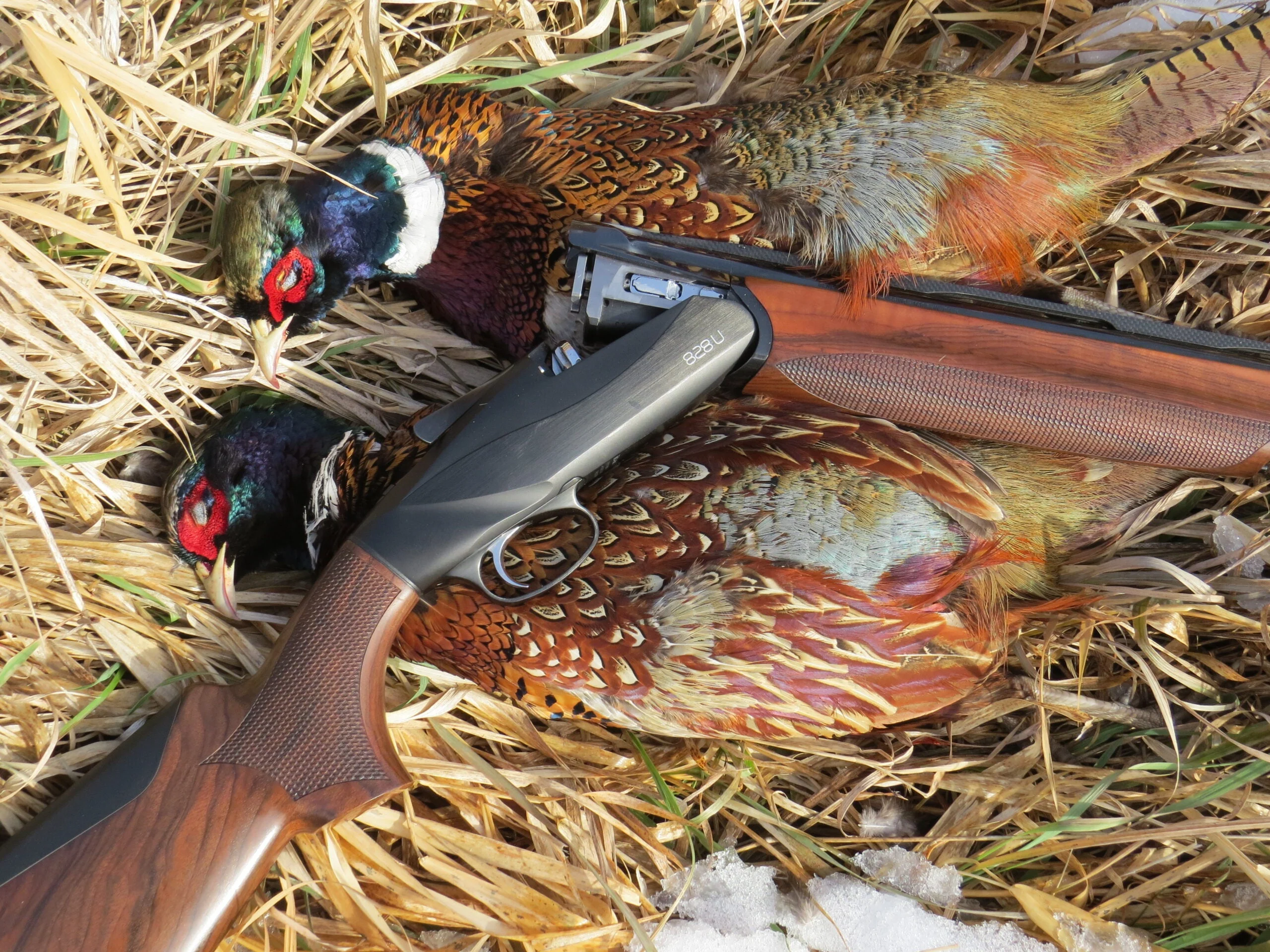 photo of Benelli 828U with pheasants