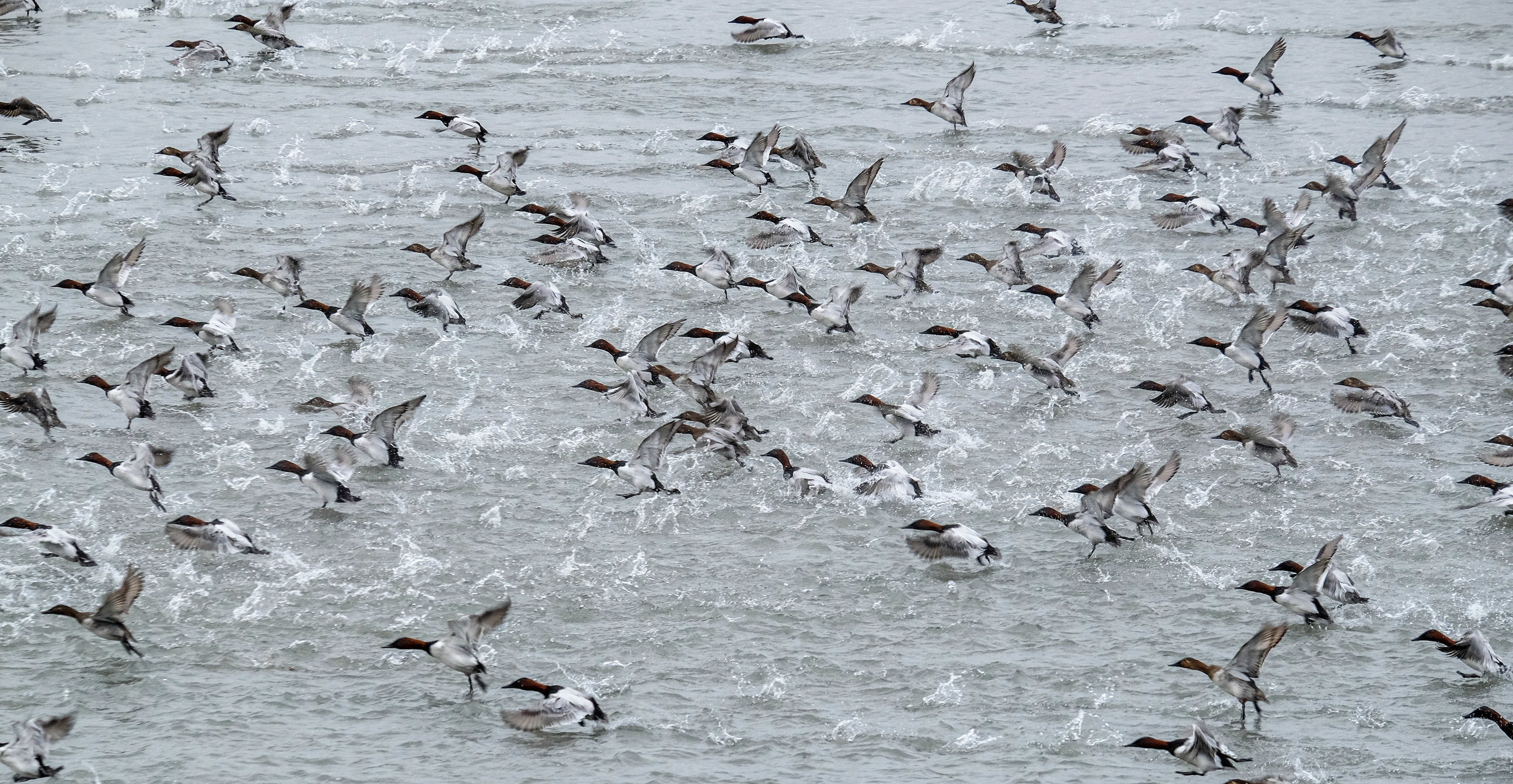 A flock of canvasbacks taking off