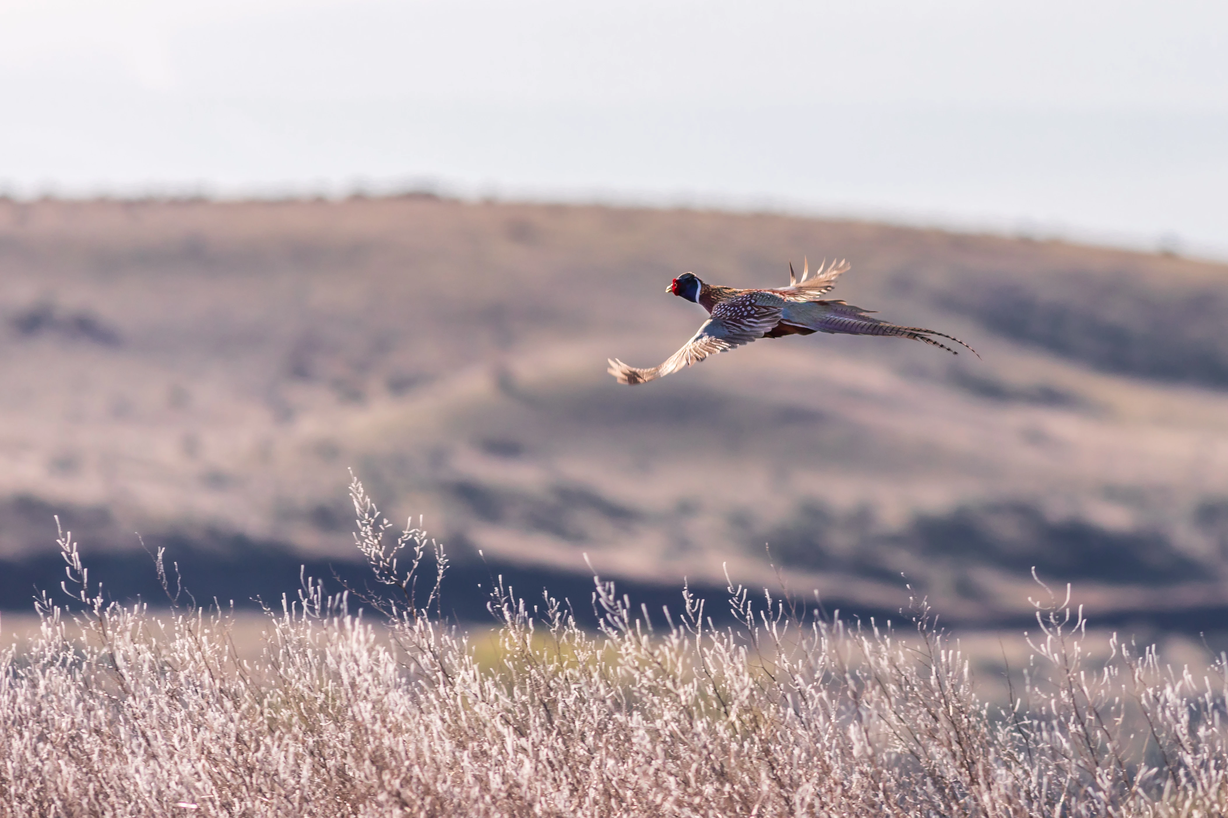 Pheasant fly over tall grass