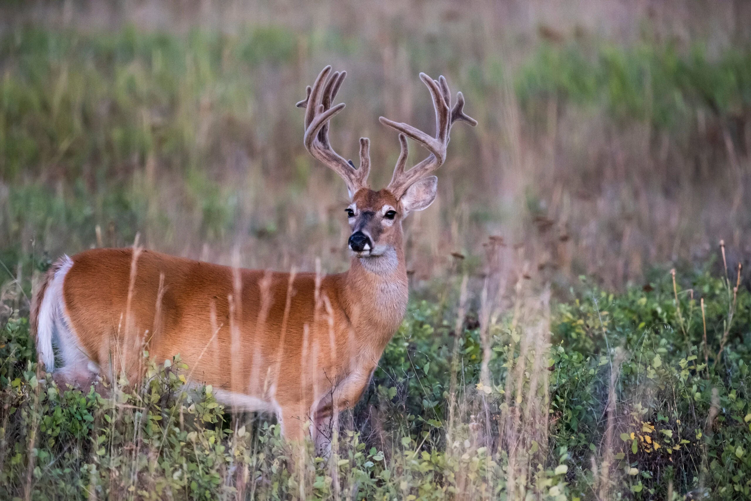 photo of velvet whtietail buck