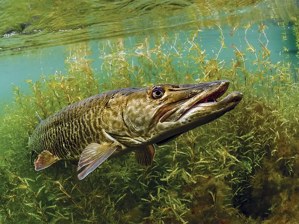 pike fishing spots