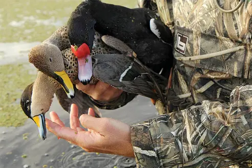 Rosy-billed pochard, ylleow-billed pintail, and a silver teal