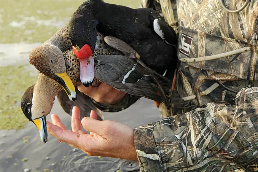 Rosy-billed pochard, ylleow-billed pintail, and a silver teal