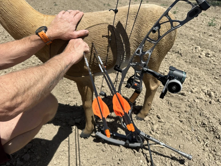 Archer's hand removing arrows from deer target