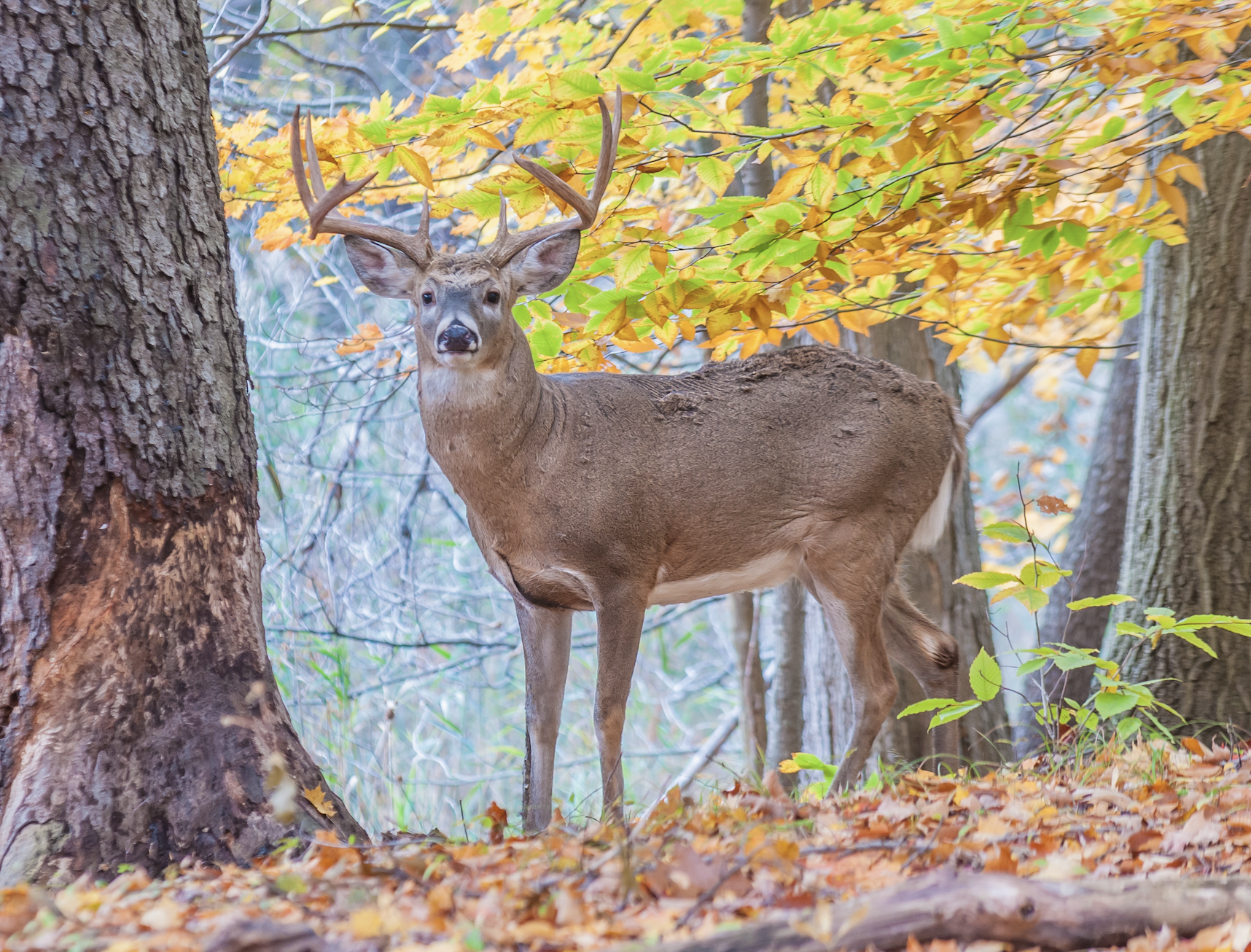 Whitetail buck staning in the woods with fall foliage. 
