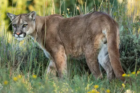 A mountain lion prowls through tall grass.