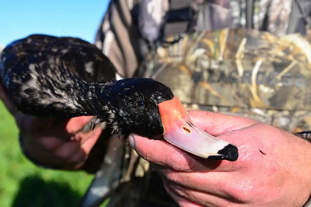 a rosy-billed pochard