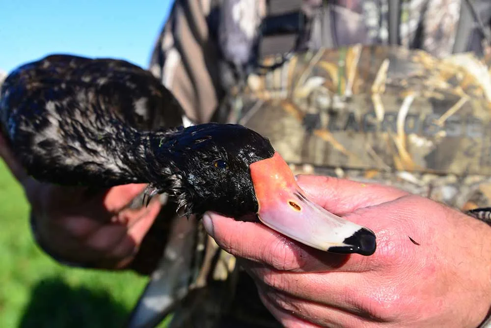 a rosy-billed pochard