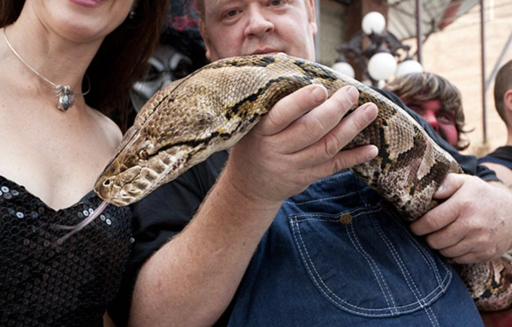 World's largest snake, Medusa