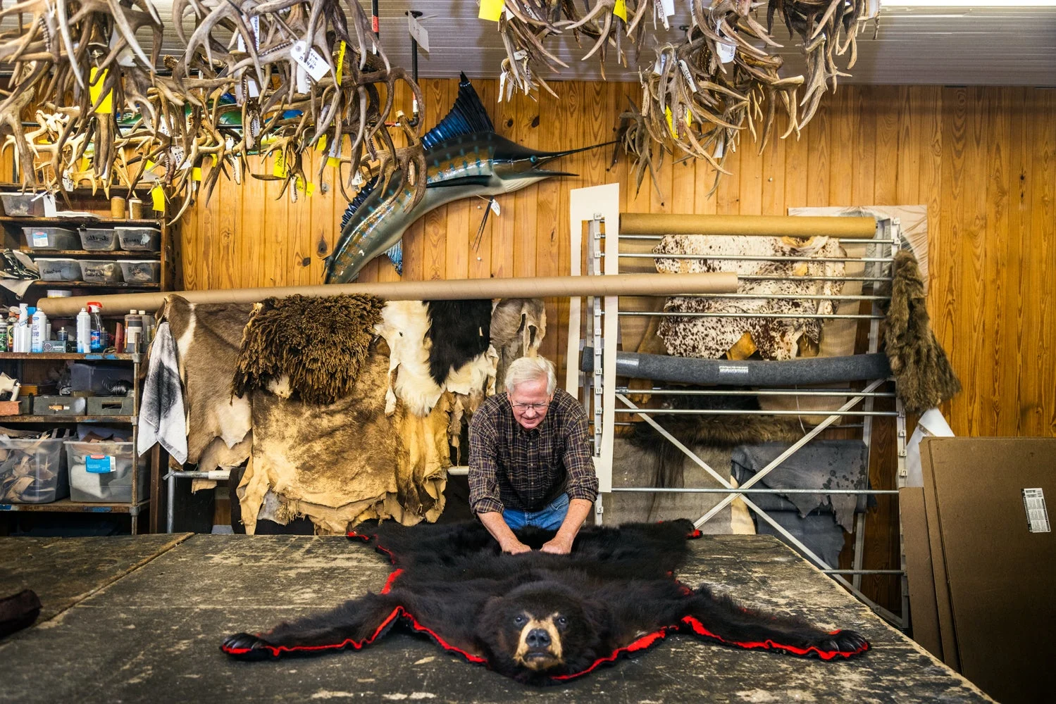 Man working on black bear rug taxidermy.