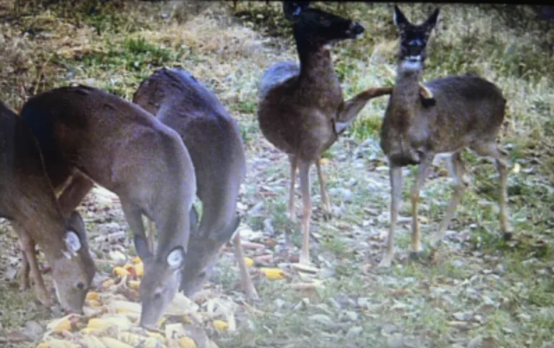 wildest trail cam photos, does