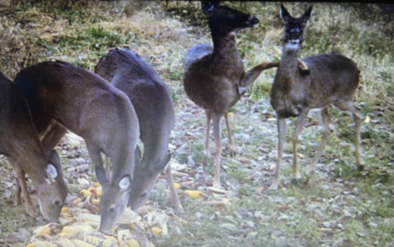 wildest trail cam photos, does