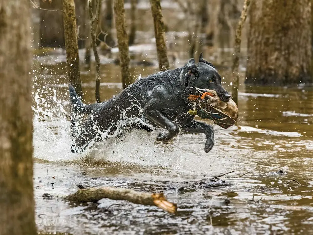 Black lab retrieving duck