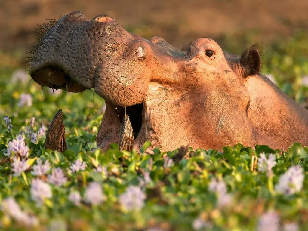 a wild hippo in weeds