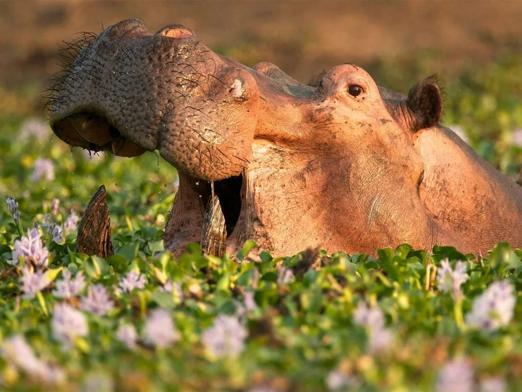 a wild hippo in weeds