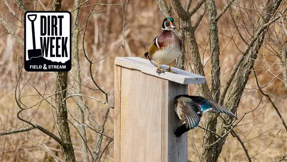 photo of wood duck box