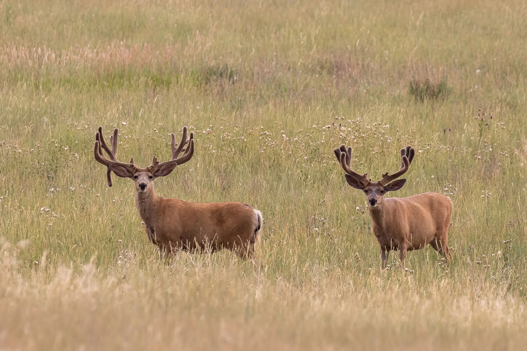 Two mule deer walk through a field. 