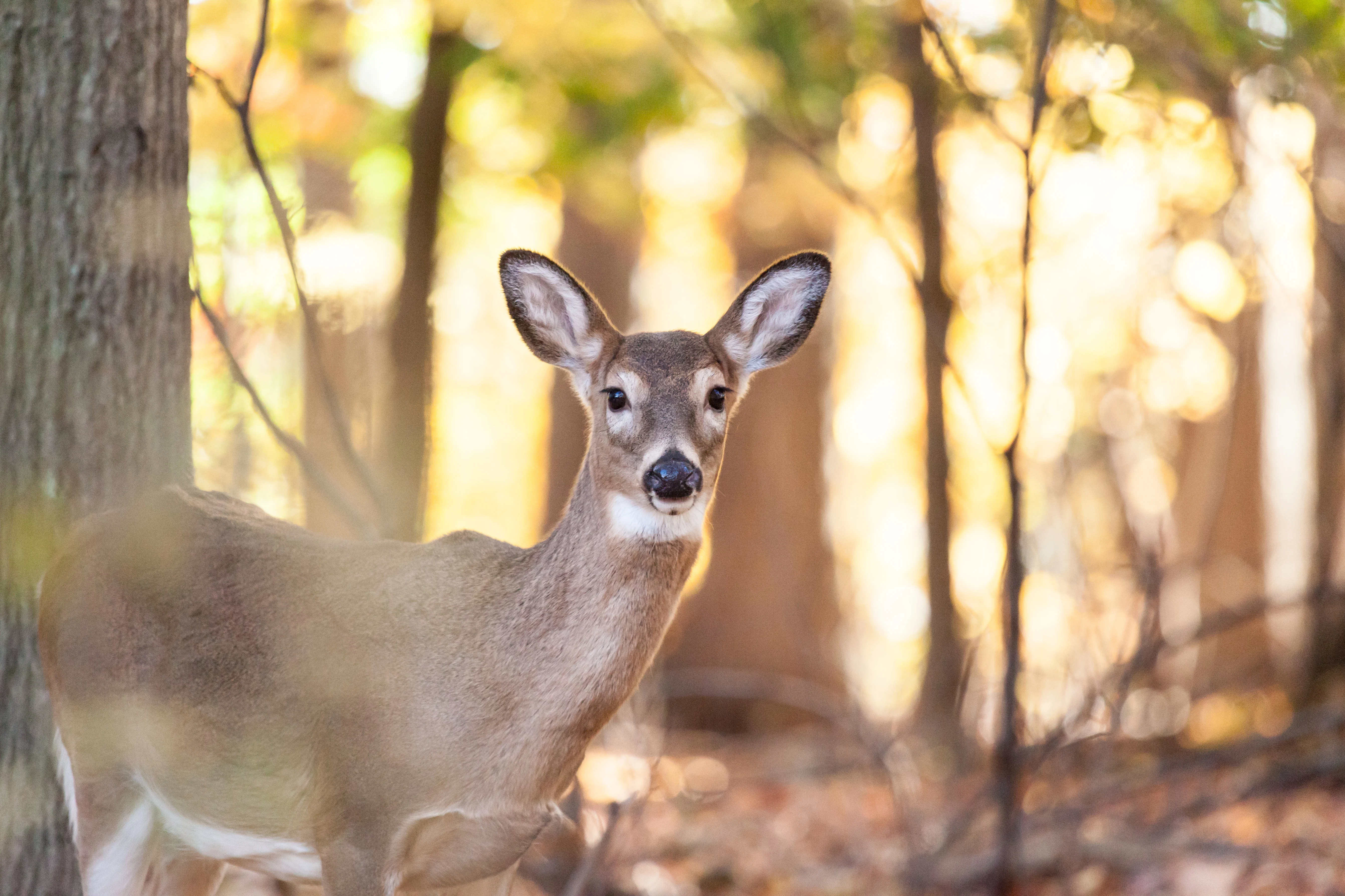 A whitetail does in the woods.
