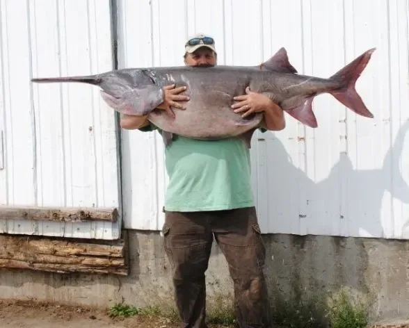 An angler poses with a record-setting paddlefish.