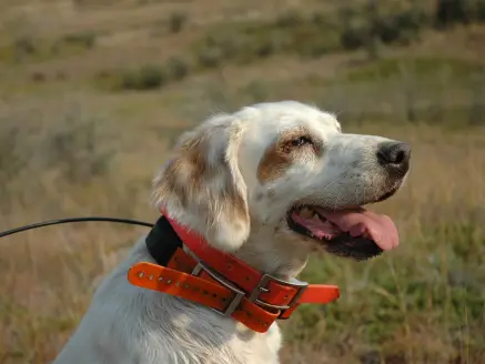 an english setter