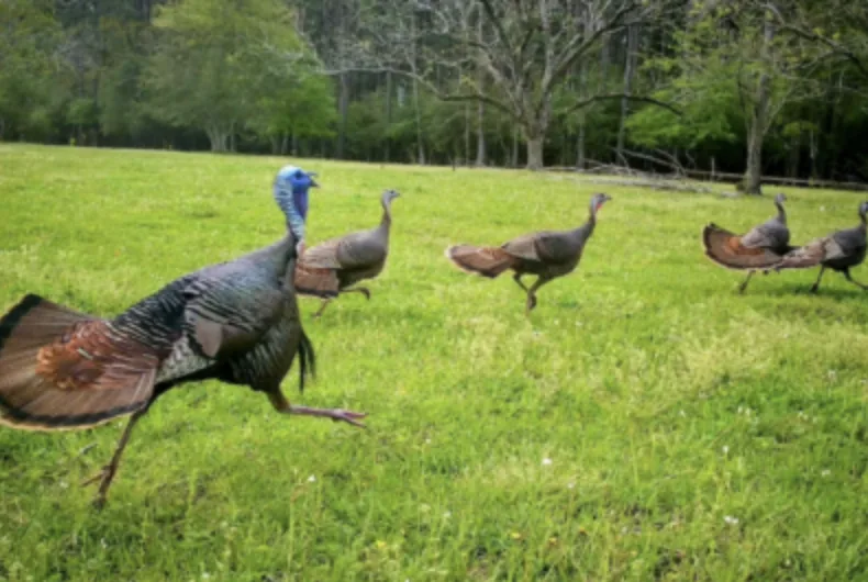 A trail camera photo of five wild turkeys running across a field.