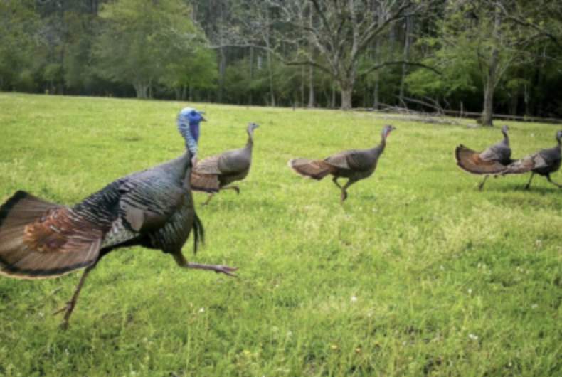 A trail camera photo of five wild turkeys running across a field.