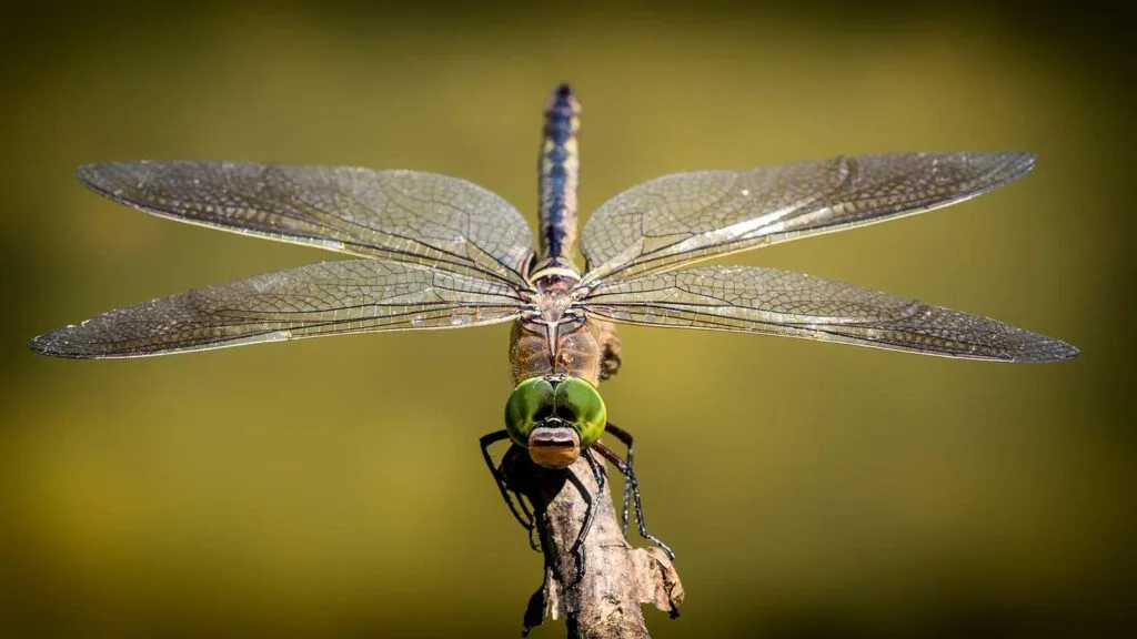 A dragonfly