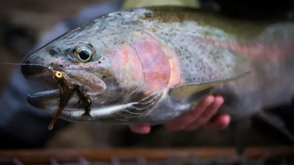 rainbow trout