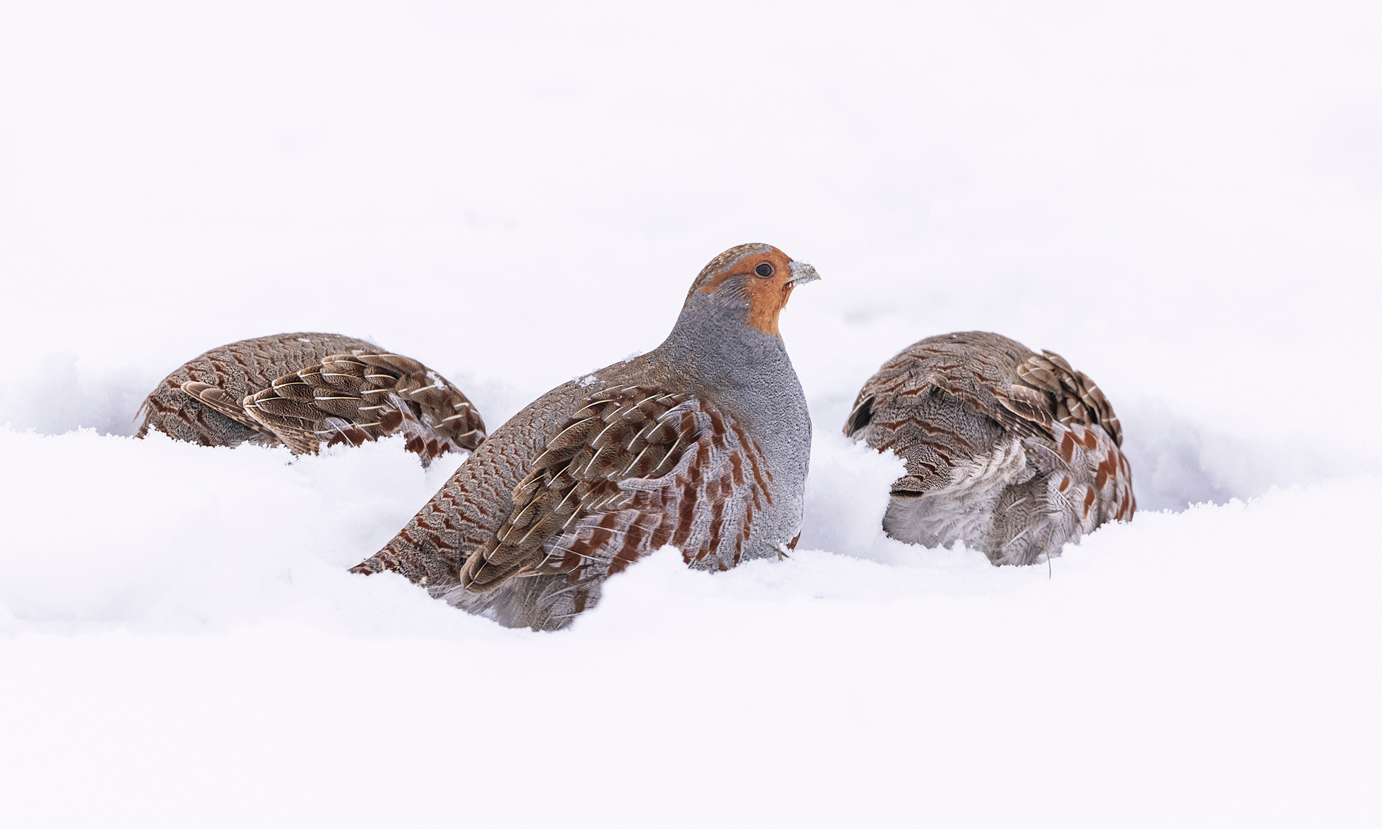 Three Hungarian partridge in the snow. 