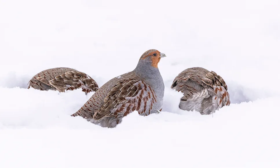 Three Hungarian partridge in the snow.