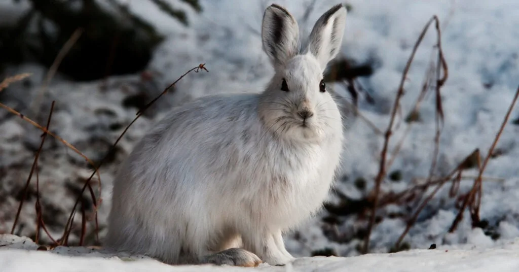 A snowshoe hair in the woods in the snow.