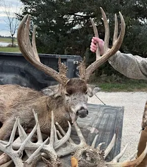 A big whitetail buck in the back of a quad with shed antlers nearby. 