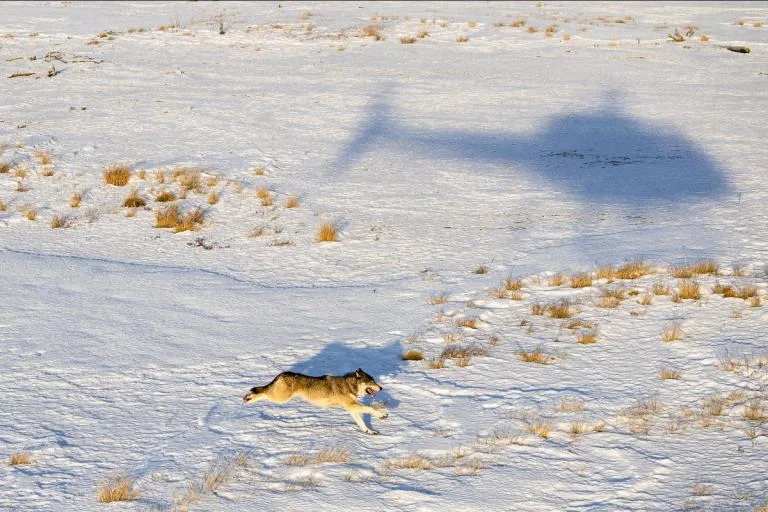 A helicopter hovers over a wolf during a capture operation.