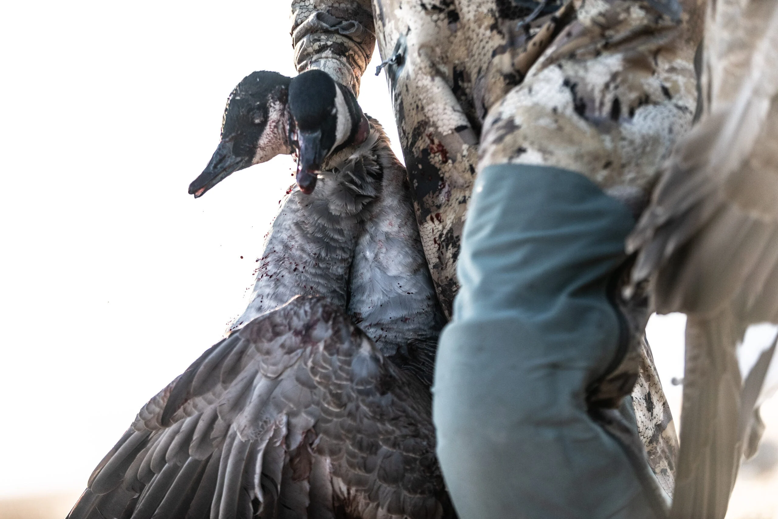 hunter holding geese