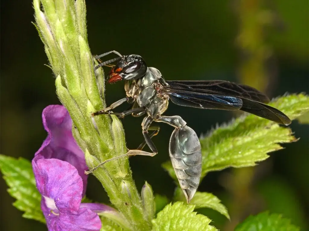 warrior wasp